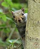 Grey Squirrel 9P52D-097